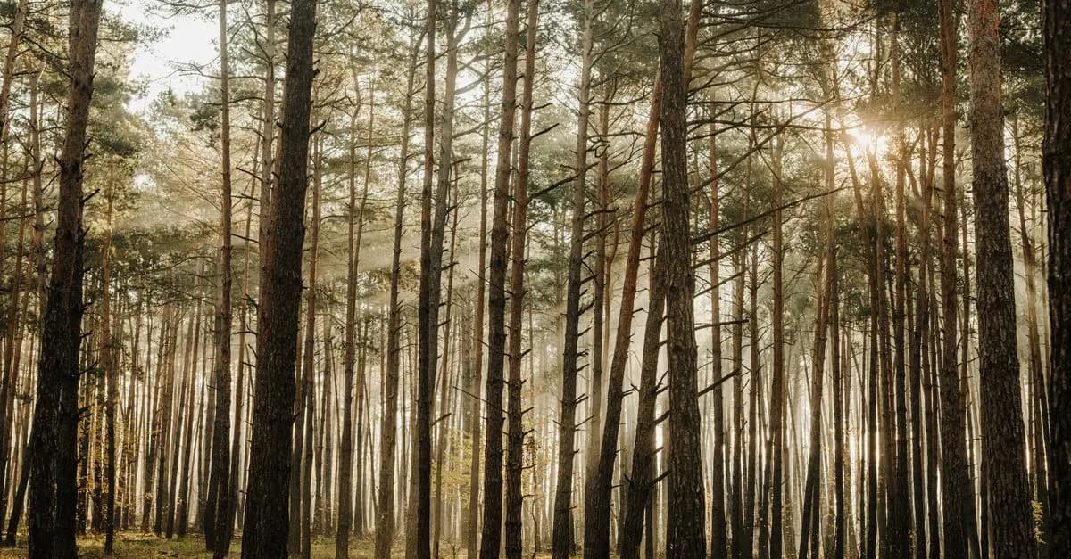 Services mémoriaux et écologie : comment allier respect et durabilité