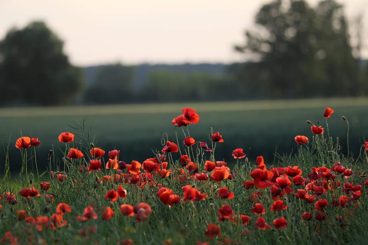 5 idées créatives pour un service mémorial unique